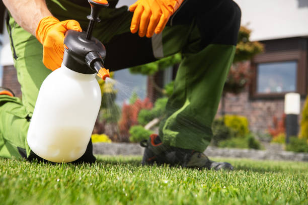 Best Termite Control Services  in Brookhaven, WV